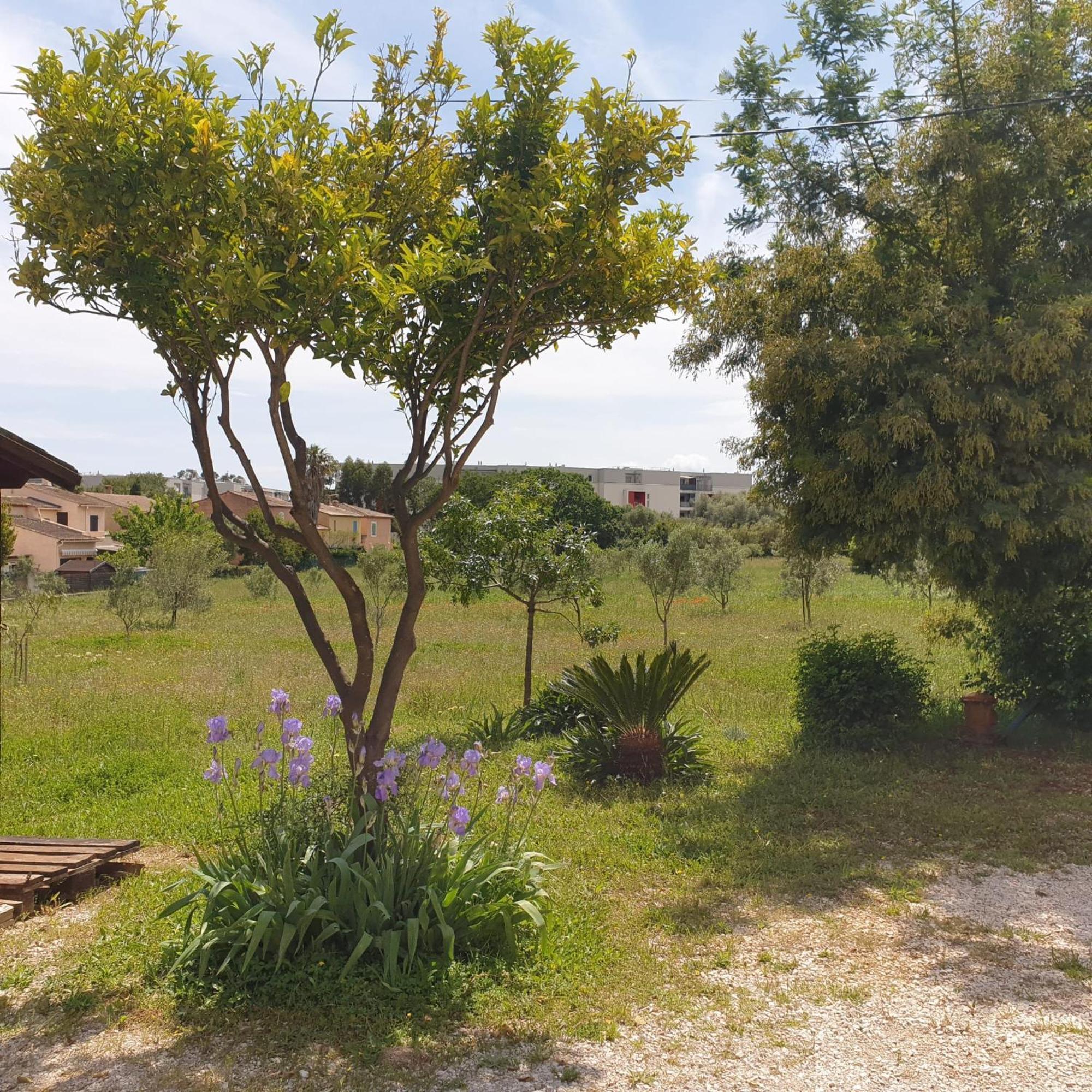 L'Oliveraie Hyeres Bagian luar foto